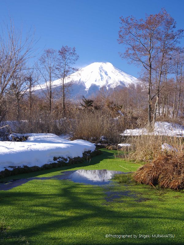 忍野どじょう池からの富士山